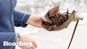 Look through examples of horseshoe crab translation in sentences, listen to pronunciation and learn grammar. Julius Stauch Senior Manufacturing Line Expert Engineering Lonza Linkedin