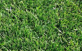 Best Lawngrass Series Turf Type Tall Fescue Tttf Different Types Of Grass Types Of Grass Lawn Grass Types