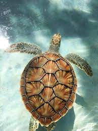 We did not find results for: 100 Sea Turtle Pictures Download Free Images On Unsplash