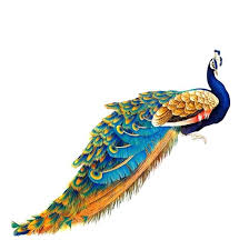 Peacocks are beautiful birds and an awesome coloring subject. Peacock Drawing With Colour Strikerins