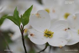 Image result for Cornaceae