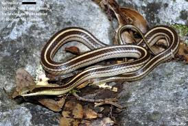 Image result for Salvadora