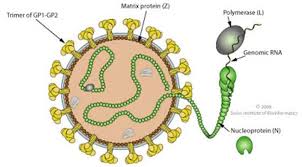 Image result for Lassa Fever