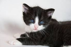 Kejar kucing warna kuning, mimpi dicakar kucing, mimpi digigit kucing di leher, mimpi dikejar anjing dan kucing, mimpi kucing berantem togel, mimpi kucing hitam mati, mimpi kucing. Suka Kucing Bermata Biru Kenali 3 Penyebab Mata Kucing Berwarna Biru Yuk Semua Halaman Bobo