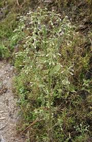 Image result for Laggera crispata