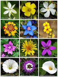 What flowers can i plant now. 45 Fragrant Flowers You Can Plant Now Fragrant Flowers Types Of Flowers Different Types Of Flowers