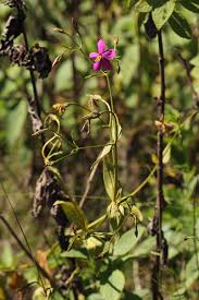 Image result for Chironia gratissima