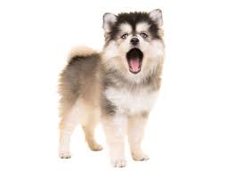As the designer breed is new, there is not much history and information about the fully grown pomsky, this lack of knowledge often help scammers. 1 Pomsky Puppies For Sale In Columbus Uptown Puppies
