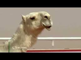 Thousands of camels are paraded at the king abdulaziz camel festival to be judged on their shapely lips and humps. A Botox Scandal At Saudi Arabia S Camel Beauty Contest Youtube