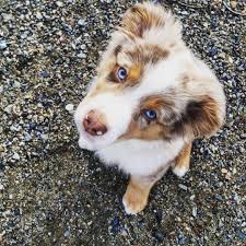 Blue Eyes Red Merle Australian Shepherd See Instagram Photos And Vid Red Merle Australian Shepherd Merle Australian Shepherd Australian Shepherd Blue Eyes