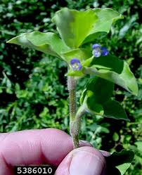 Image result for Commelina benghalensis