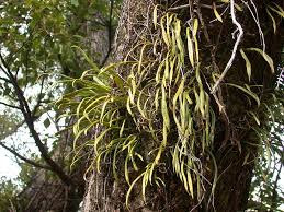 Image result for Lepisorus schraderi