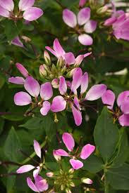 Image result for Cleome spinosa