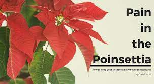 Pain In The Poinsettia: How To Keep Your Poinsettia Alive Over The  Holidays: University Of Illinois Extension