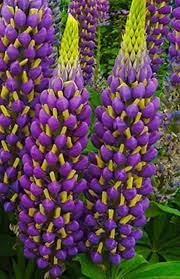 15 Seeds Lupinus Of Lupine Perennial Flowers Red Orange Etsy Flowers Perennials Lupine Flowers Flower Garden Plants