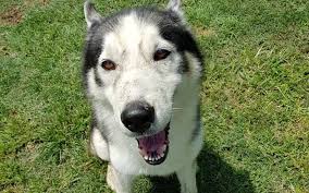 Homeless to home husky rescue po box 251, loganville, pa 17342. Adopt