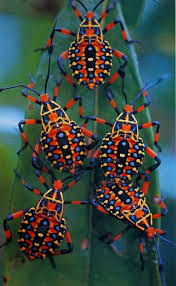 Pin By Barb Dover On Animals Beautiful Bugs Bugs And Insects Cool Insects