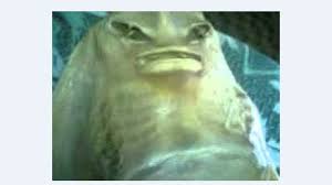Jadi boleh lah buat stok ikan bilis yummieh selamat datang ke blog dr. Misteri Kutukan Anak Jadi Ikan Pari Terpecahkan Foto Ini Telah Jadi Viral Surya Malang