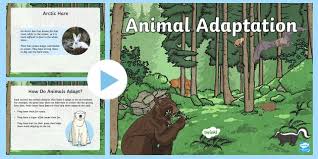 The process of changing to suit different conditions: Animal Adaptation Powerpoint Teacher Made