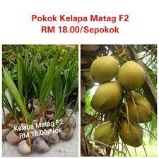 Tak lama lagi akan mula berbuah. Pokok Kelapa Matag F2 Shopee Malaysia