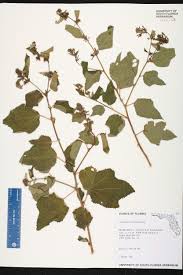 Image result for Triumfetta tomentosa