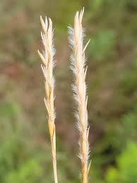 Image result for Elionurus