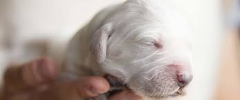 Chihuahua welpe kleiner chihuahua welpe weibchen zu verkaufen. Ab Wann Kann Man Hundewelpen Zufuttern Welpenfutter Ratgeber