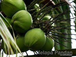 Kelapa matag adalah nama singkatan bagi kacukan antara varieti kelapa 'malayan tall' dangan kelapa 'tag nanan' yang dicantumkan menjadi 'matag' bagaimanapun, jangan terkejut jika pokok kelapa matag yang ditanam tidak berbuah dan jika berbuah pun, ia tiada ciri matag. Harga Benih Kelapa Matag F1