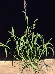 Iriis Phytoprotection Fiche Technique Echinochloa Pied De Coq Syn Pied De Coq Barnyard Grass