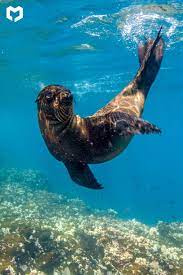 Galapagos Sea Lion Galapagos Sea Lion Underwater Animals Sea Lion