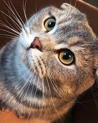スコティッシュフォールドの子猫がかわいい 画像まとめ 折れ耳と丸顔が最高 大人女子のライフマガジンpinky ピンキー スコティッシュフォールド キュートな猫 子猫