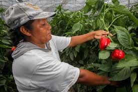 Resultado de imagen para Mujeres del campo en México