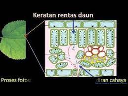 Karena lentisel dan stomata adalah alat pernafasan tumbuhan. Sains Tingkatan 3 Pertukaran Gas Dalam Tumbuhan Youtube