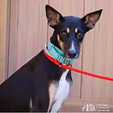 Start searching for petting sitting near you on and review pet sitter profiles for free on care.com. Puppies For Sale In Keene New Hampshire Adoptapet Com