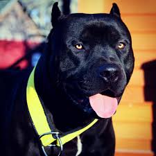 Prague Beauty Beast Pitbull Pitbull Dog Cute Funny Dogs Big Dogs