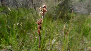 Image result for Schoenus