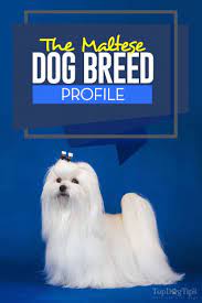 Maltese Dog Breed Profile Maltese Dogs Maltese Dog Breed Maltese Breed