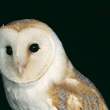 Rat and mouse poisons devastating Irish barn owl