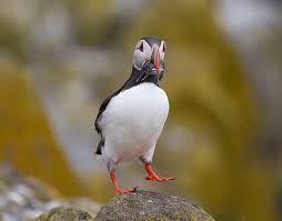 Puffin On The Isle Of May Scotland Puffin Puffins Bird Animals