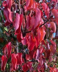 Image result for Pycreus permutatus