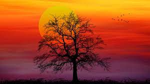 Maybe you would like to learn more about one of these? Sunset Nature Silhouette Free Image On Pixabay