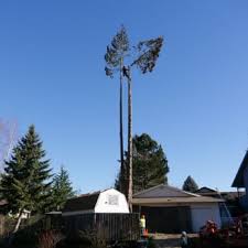We did not find results for: Walt S Tree Service Tree Services Hillsboro Or Phone Number