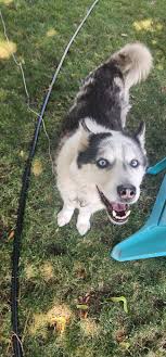Lost Male Husky Found in Spokane Valley Near Plants Ferry Park