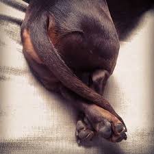 Corn Chip Paws Why Do Dog Feet Smell Like Fritos Dogtime Dachshund Dog Dachshund Pictures Dachshund Puppies