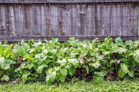 We did not find results for: 6 Best Vegetables For Early Spring