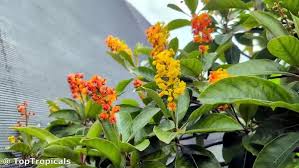 Image result for Manulea crassifolia