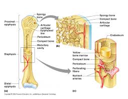 Osseous stracture human body ~ human skeletal anatomy poster 24 x 36. Ch 6 Osseous Tissue And Bone Structure Diagram Quizlet