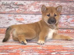 2.4 forever love puppies pembroke pines. Shiba Inu Puppies For Sale You Ve Probably Never Heard Of This Popular Breed Petland Sarasota