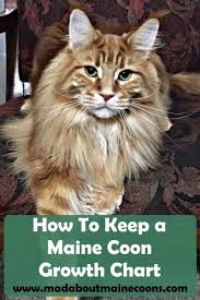 How To Keep A Maine Coon Growth Chart Animal Maine Coon