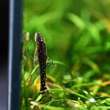 Image result for Pachycarpus lineolatus